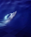   Dolphyn giochi di delfini nella culla dei cetacei  